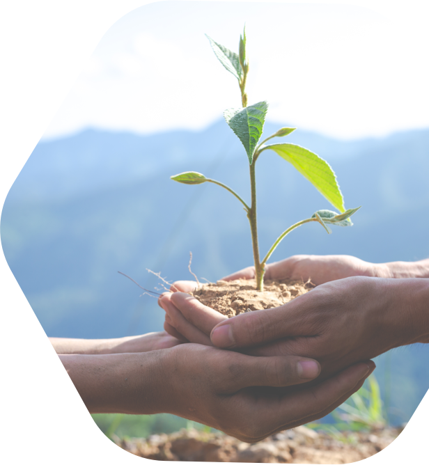 two hands holding a plant