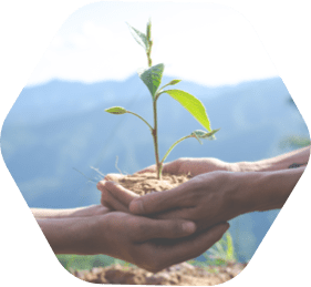 two hands holding a plant